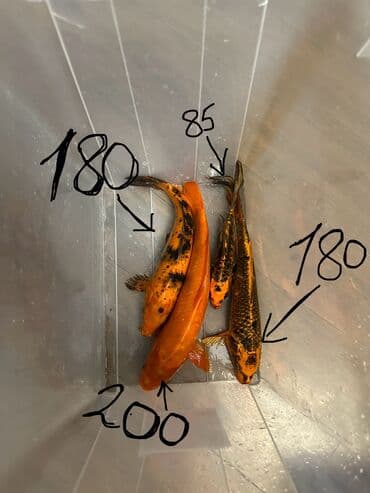 продажа аквариумных рыбок: Кои, Мирные — 1