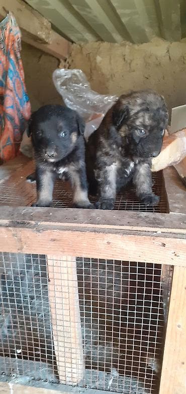 afçarka: Peyvəndli — 3