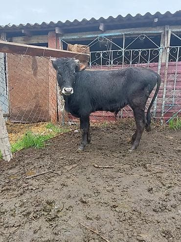 qaz 10: Dana, buzov, Erkək, ay: 10, Ətlik — 1