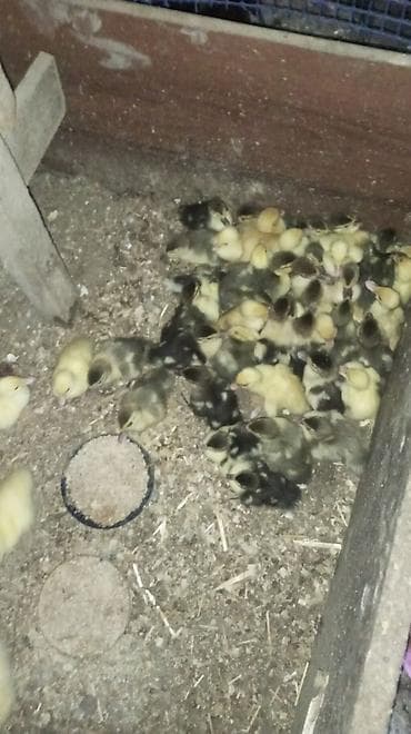 lal ördək: Lal ördək lər qiymət 4 manat dan başlayır 15 alana 1 hediye çadrlma — 2