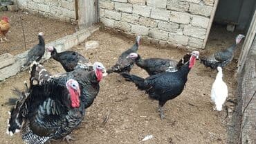 arı şəkilləri: Erkək, Amerika, Ətlik, Ünvandan götürmə — 2