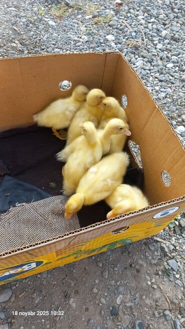 ördək balası və cücə: Dişi, Damazlıq, Pulsuz çatdırılma — 3