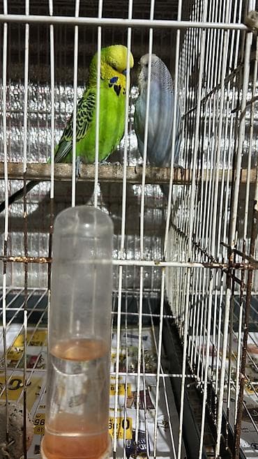 amadin yuvası: Cex cutu 60ve70 arasi deyisir valinst hazir bala veren cutler 30 azn — 10