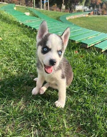 Xaski, 2 ay, Erkek, Peyvəndli lalafo.az -da Xaski, 2 ay, Erkek, Peyvəndli