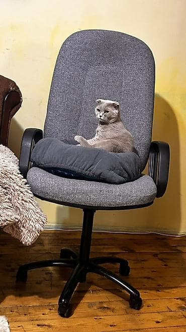 plastik qutu: Təkərli, Qolları tənzimlənmir, Parça — 1