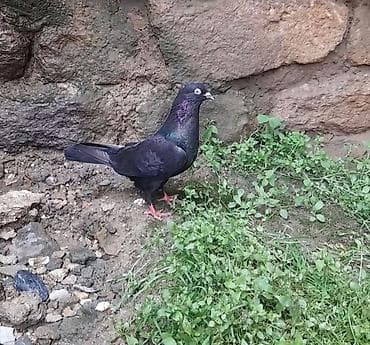 goyərcin: Tutulma erkey 12 tuk — 5