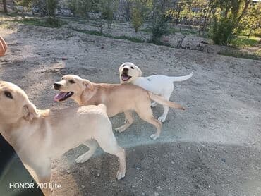 лабрадор купить: Labrador-retriver, 5 ay, Dişi, Peyvəndli, Ünvandan götürmə — 1