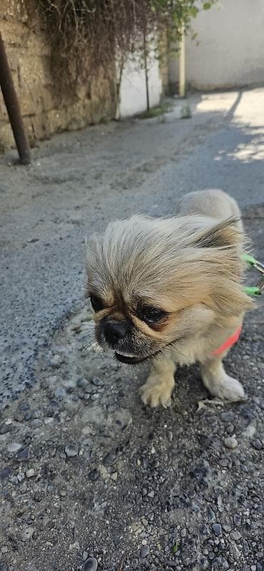 İtlər: Pekines, 1 il, Dişi, Pulsuz çatdırılma — 6