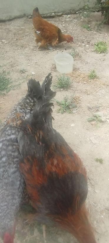 hamster satisi: Cəmi 4 eded cavan kənd xoruzlar idi tecılı satilirMəhsul: Yerli — 4