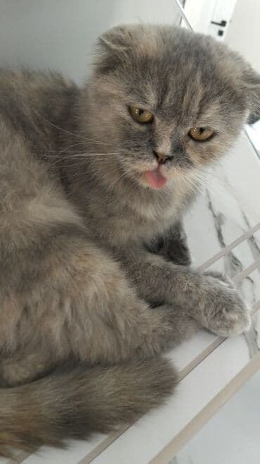 сиамская вислоухая кошка: Шотладская вислоухая, Самка, В добрые руки — 3