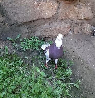 göyercinler: Agbaw erkey tutulmadi — 4