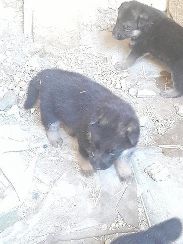 it xaski: Alman çoban iti — 4