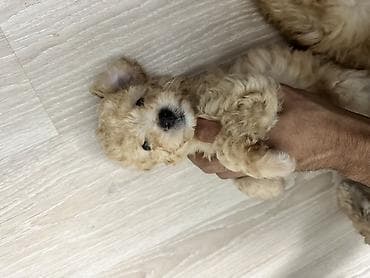 it qefes: Pudel, 1 ay, Erkek, Pulsuz çatdırılma — 4