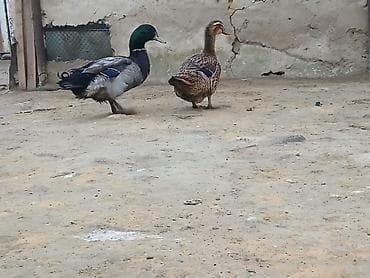 Atlar: Erkək, Damazlıq — 2