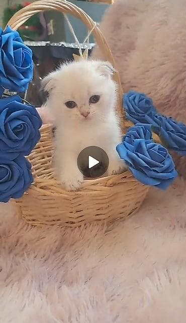 pişik cins: Şotland, Erkək, Dişi — 3