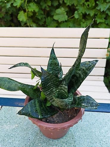 nokia yarpaq: Sukulent və otaq bitkiləri dəsti - Kaktus (Euphorbia/Serebrə bənzər — 3