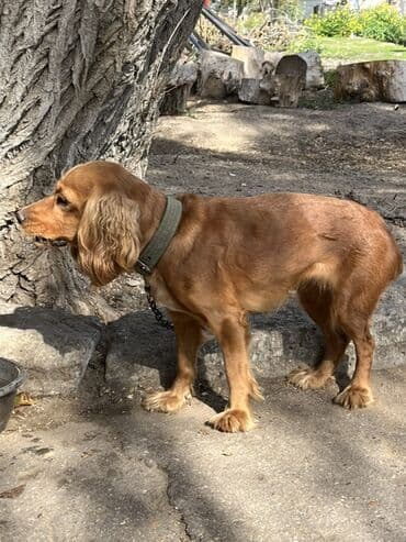 ingilis setteri it cinsi digər adı: Koker spaniyel — 1