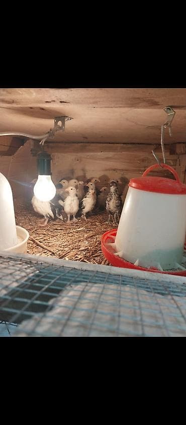 inkubator cucesi: Toyuq cücələri, Ətlik, Ünvandan götürmə — 1