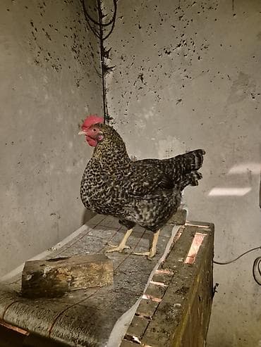 toyuqları: Toyuq, Yumurtalıq, Pulsuz çatdırılma — 4