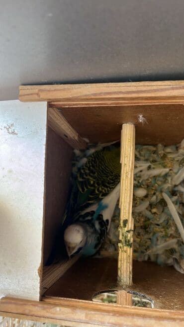 İtlər: Taxta yuva qutusunda yaşıl və mavi rənglərdə olan budgerigar quşu — 1