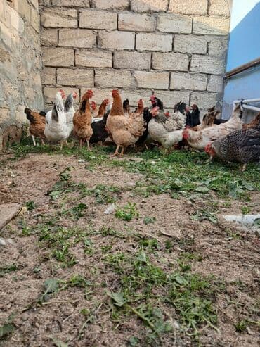 kəkilli toyuq: Toyuq, Damazlıq, Ödənişli çatdırılma — 3