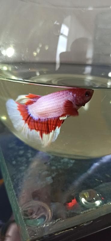 akvarium silikon: Betta (Petuşok balığı), Sülhsevər — 9