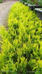 Buket güllər: Leylandıra gold yolka şitilleri sifariş üçün əlaqə saxlaya bilərsiz — 2