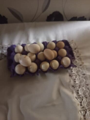 kənd yumurtası qiyməti 2025: Heyratı yumurtası

Whatsappda yazın cinsi qanı barədə məlumat verim — 1