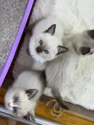 gence heyvan: Siam — 2