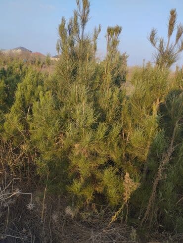 Bıçaqlar: Şam ağacı fidanları - Növ: Şam (iynəyarpaq, həmişəyaşıl) - Təyinat — 10