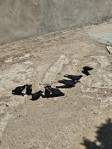 cex quşlar: Ağ çil başdar bir nəsil quşdarıdı hamsı 17,18 tüklərdi hamsı sağlam — 3