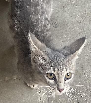 pişik cins: Dişi, Yaxşı əllərə, Ünvandan götürmə — 7