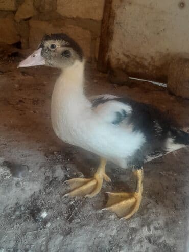 ördək balası və cücə: Salam aleykum 4ay 20 günlük lal ördək baları var isdiyin olsa qiymət — 2