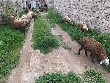 ag qulaq inek cinsi: Qoyun sürüsü – qarışıq rənglərdə yerli cinslər - Təklif: Şəkildə — 4