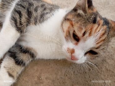 купить домик для кота: Tri-color (kaliko) pişik - Kürk rəngi: ağ, narıncı və boz-qara — 6