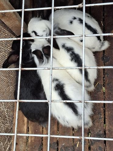 dovşan reks: Uzun tüklü, xallı dekorativ dovşan balaları - Növ: dekorativ/ev — 4