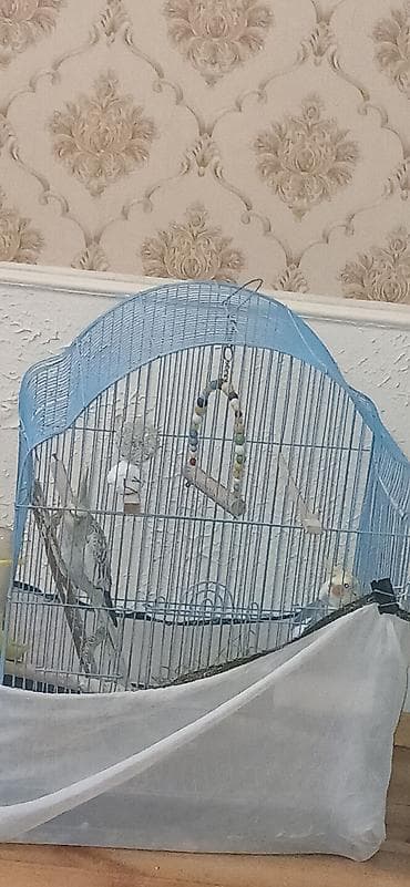 попугай жако купить в баку: 2 QƏFƏS SU QABLARI GÜZGÜ BİR SÖZLƏ TAM AKSESUARLARINymph paraket — 4