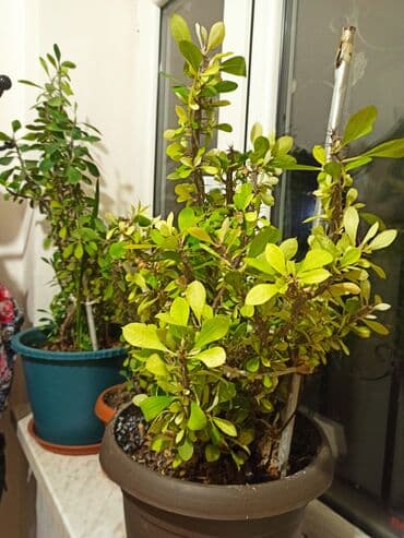 diri baliq satisi: Masazır ev gülləri — 3