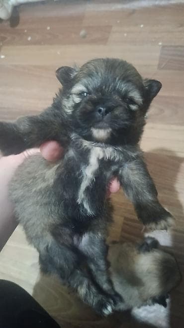 golden retriver it: Pekinez və Pomeranian qarışığı balalar - Cins: Pekinez x Pomeranian — 2