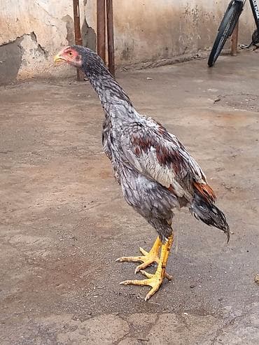 at satiram: Salam aleykum herkese heyratı becesı satlr cınsı turk du 4 aylıqdı — 2