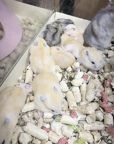 xamyak nedir: Cırtdan (cücə) hamsterlər – ev heyvanı üçün ideal yoldaş Məhsul — 1