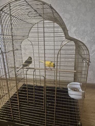 Gəmiricilər: Kanarya Hazir cütdü 70 azn sari erkeydi — 1