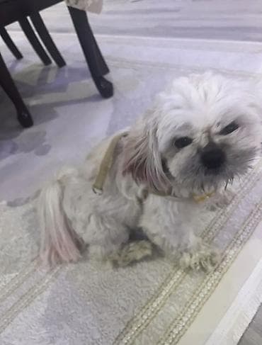 heyvan bazarı: Shi-tsu, 1 il, Dişi, Peyvəndli, Ödənişli çatdırılma — 1