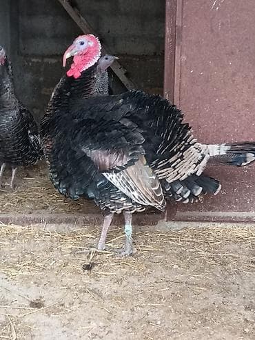 Кошки: Самец, Для разведения — 1