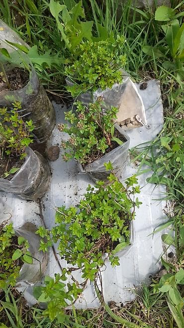 helba bitkisi faydaları: Kəklik otu şitilləri. Gədəbəy kaklikotu şitilləri. İstəyən əlaqə — 1