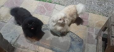 Pekines, 1 ay, Erkek — 4