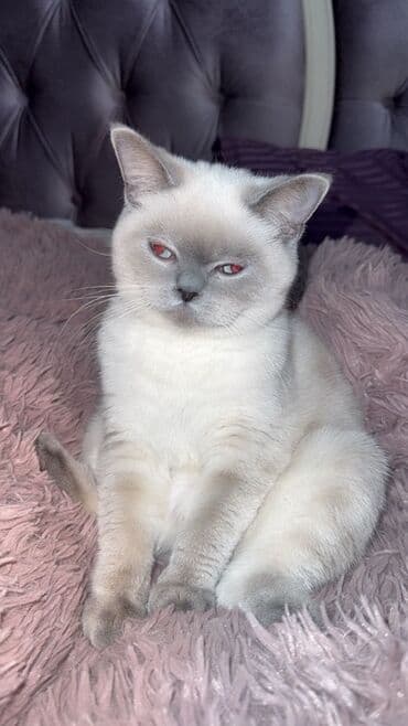 Digər heyvanlar: Britan — 3