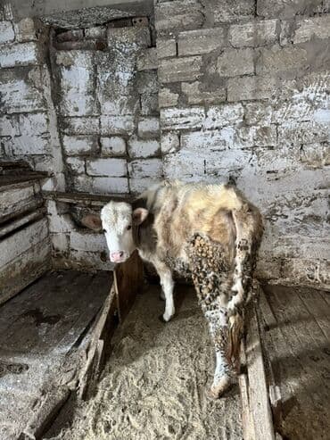 Daraq panellər: Dana, buzov, Dişi, ay: 4, Ətlik — 2