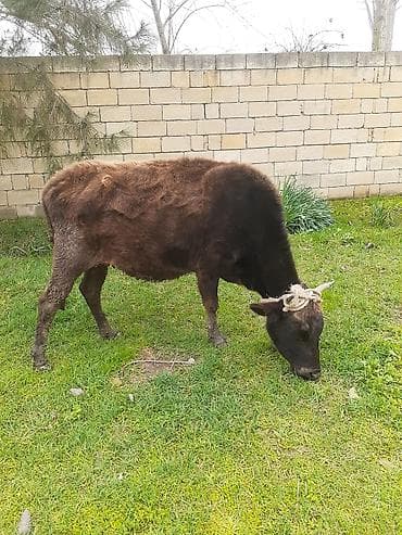 heyvan per page 40: Mal-qara: Yerli inək Xüsusiyyətlər: - Şəkillərdə bir neçə yerli inək — 7