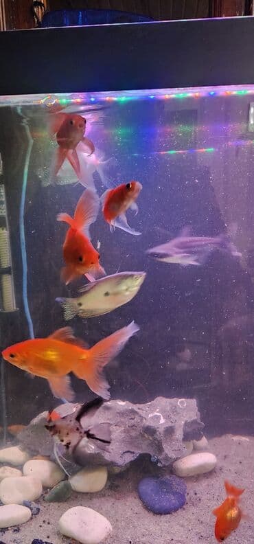 dib balıqları: Qızıl balıq, Sülhsevər — 4